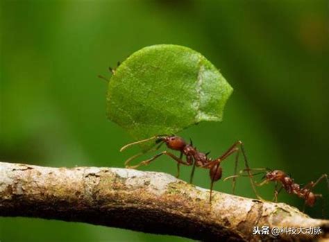 丁末年 為什麼螞蟻會突然出現